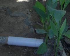 soap water for watering plants